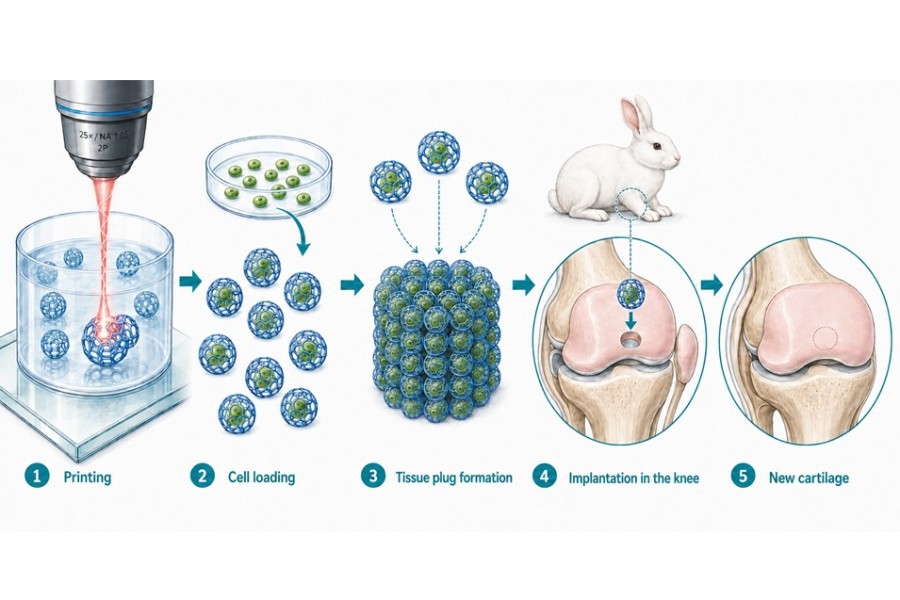 TU Wien ve BIO INX tarafından geliştirilen 3D baskılı mikro-iskelelerle kıkırdak rejenerasyonu süreci